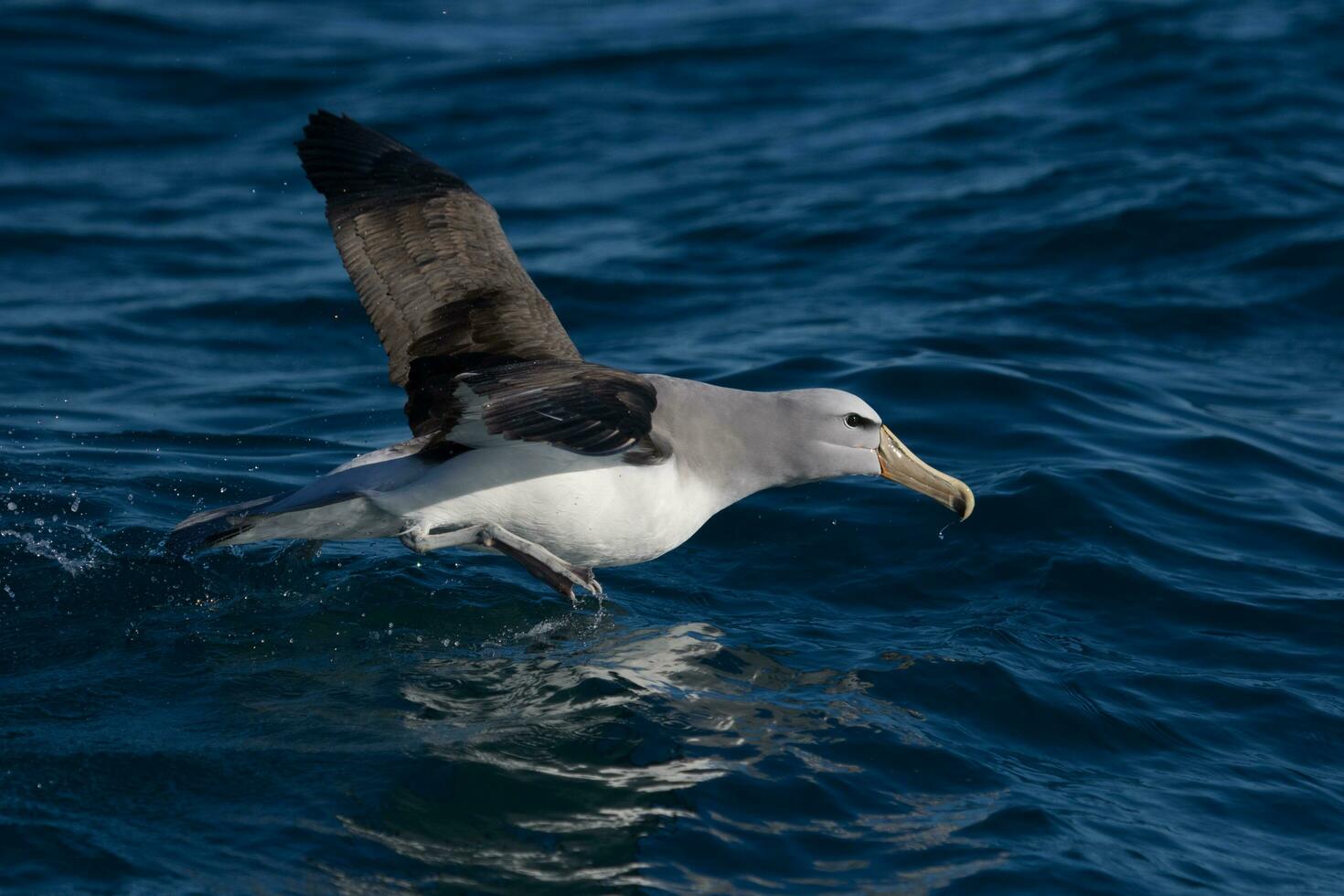 Salvin's Mollymawk Albatross photo