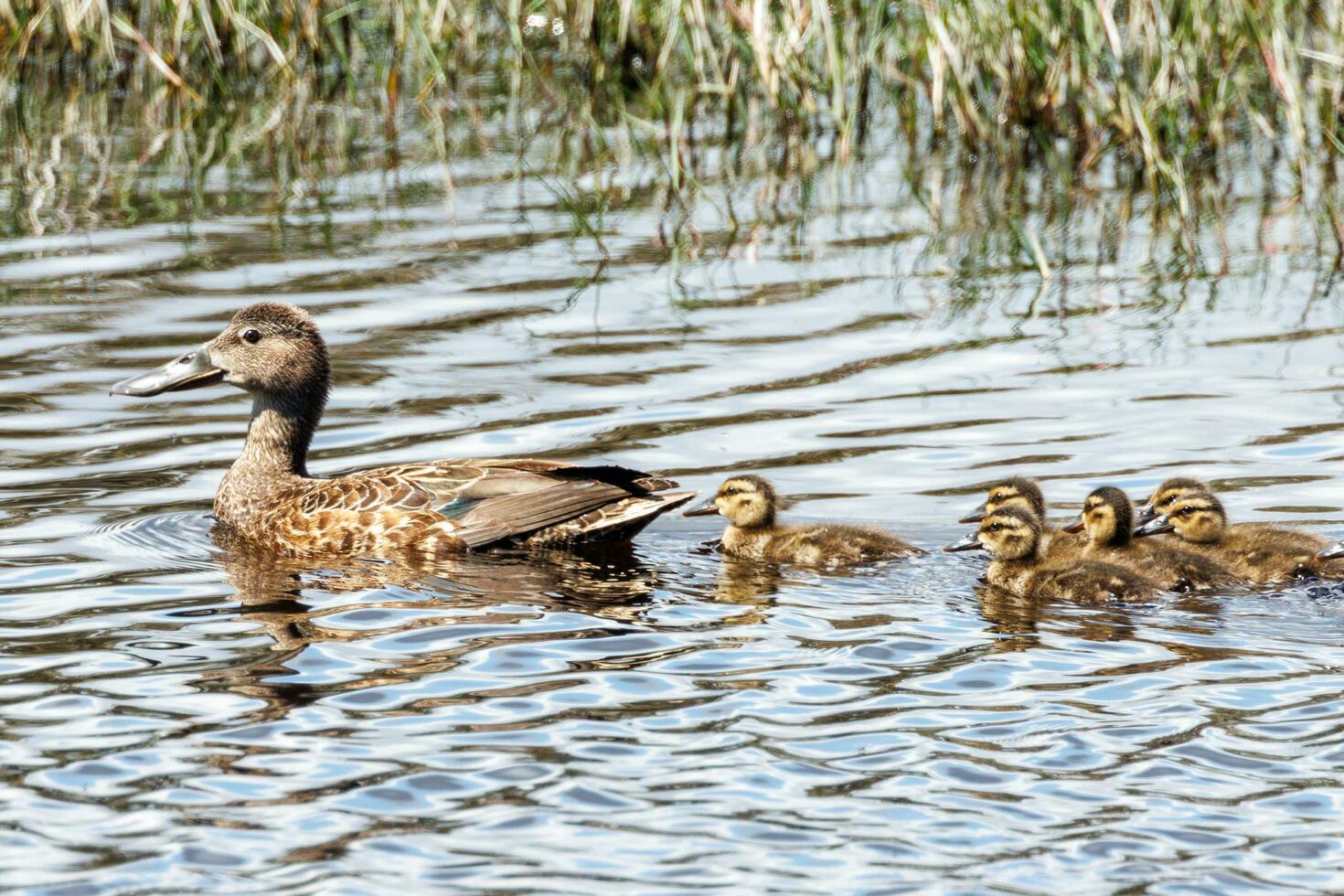 Australasian Shoveler Duck photo