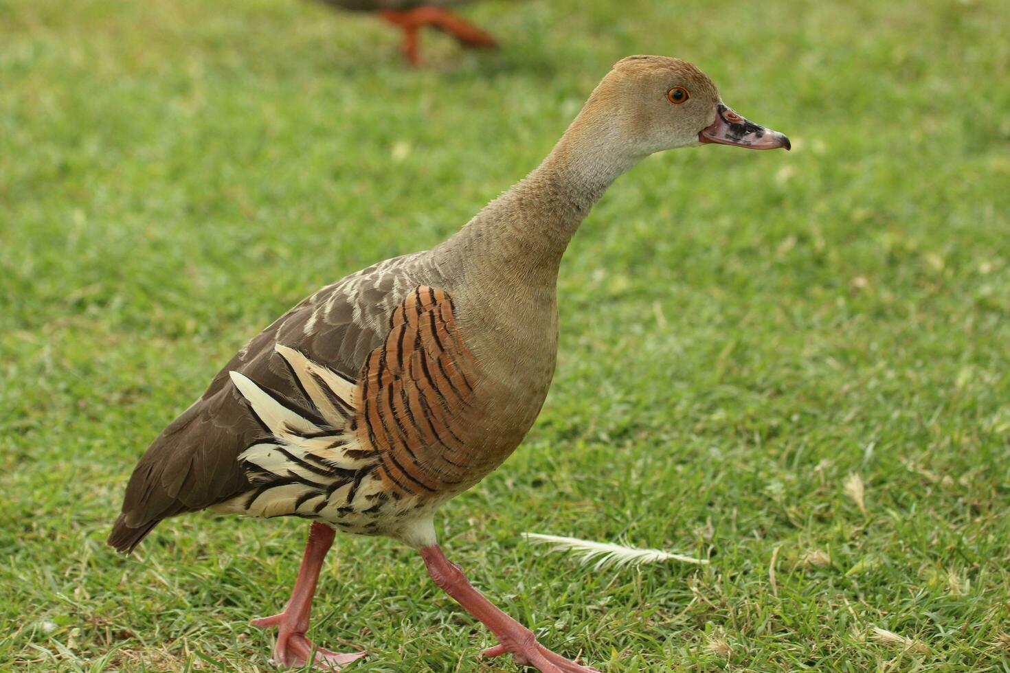 Plumed Whistling Duck photo