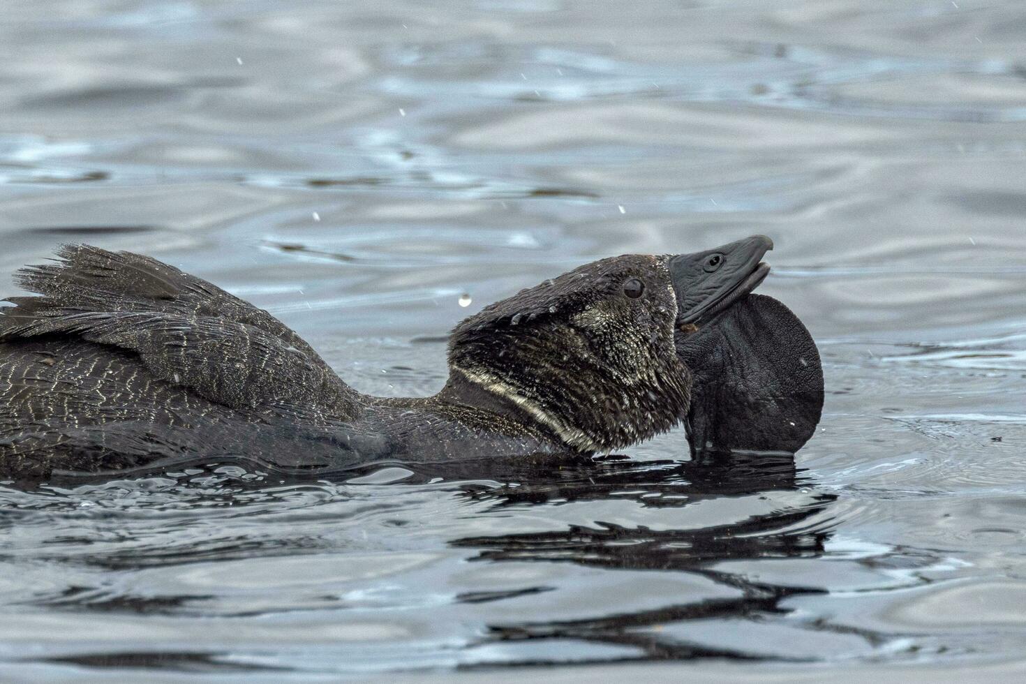 Musk Duck Endemic to Australia photo