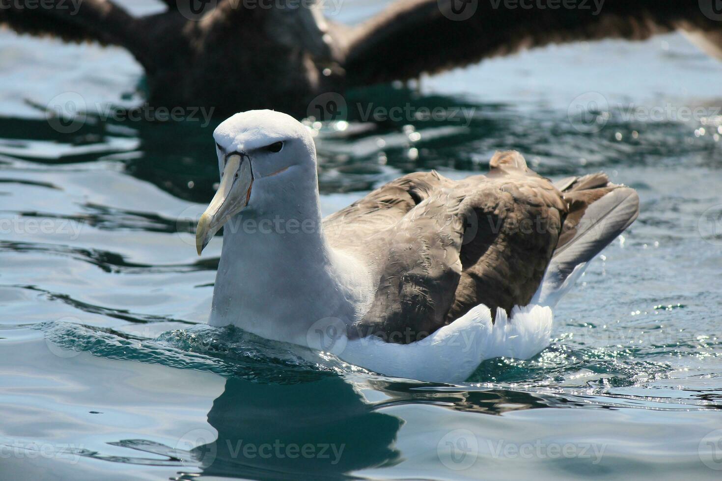 Salvin's Mollymawk Albatross photo