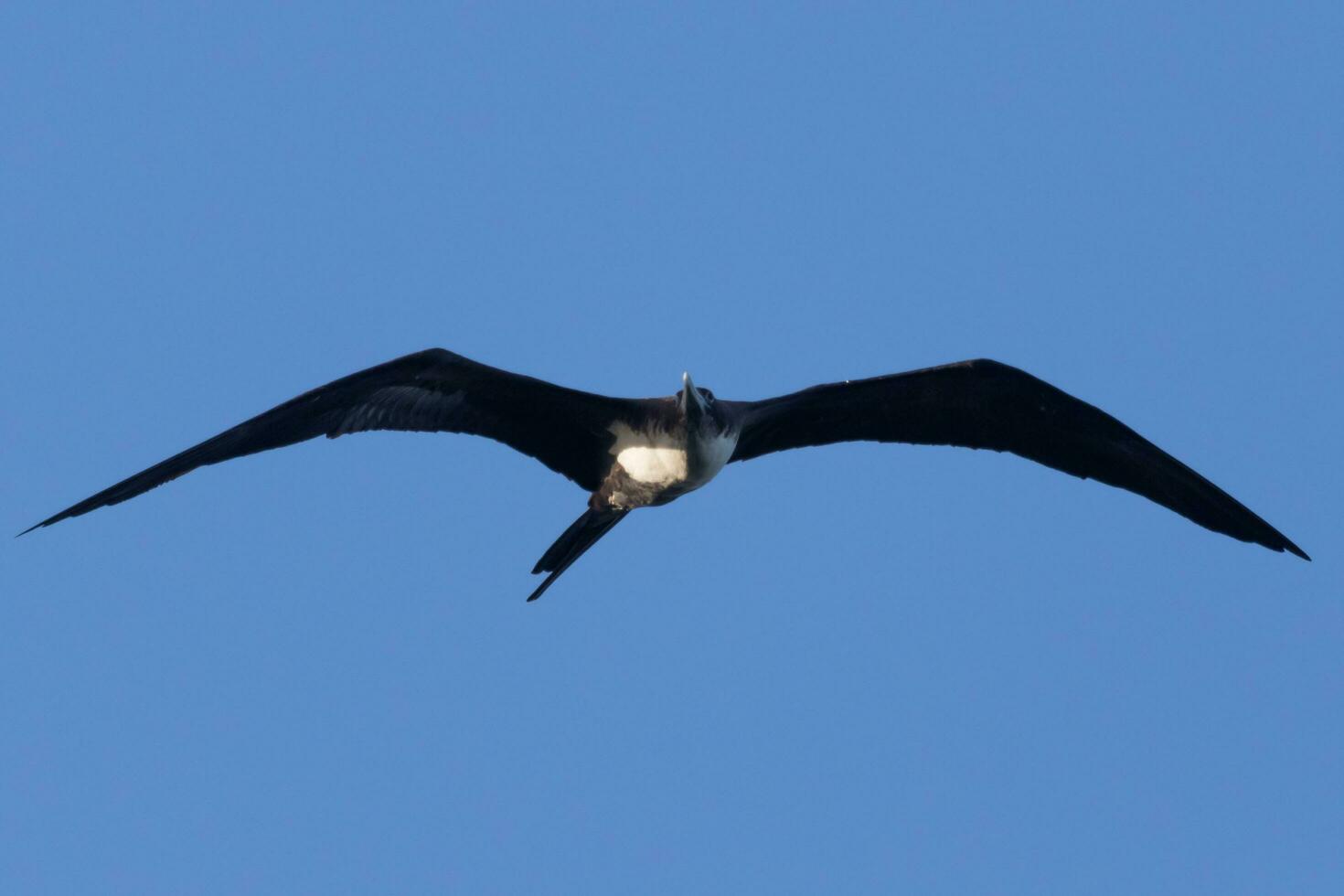 Great Frigatebird in Australia photo