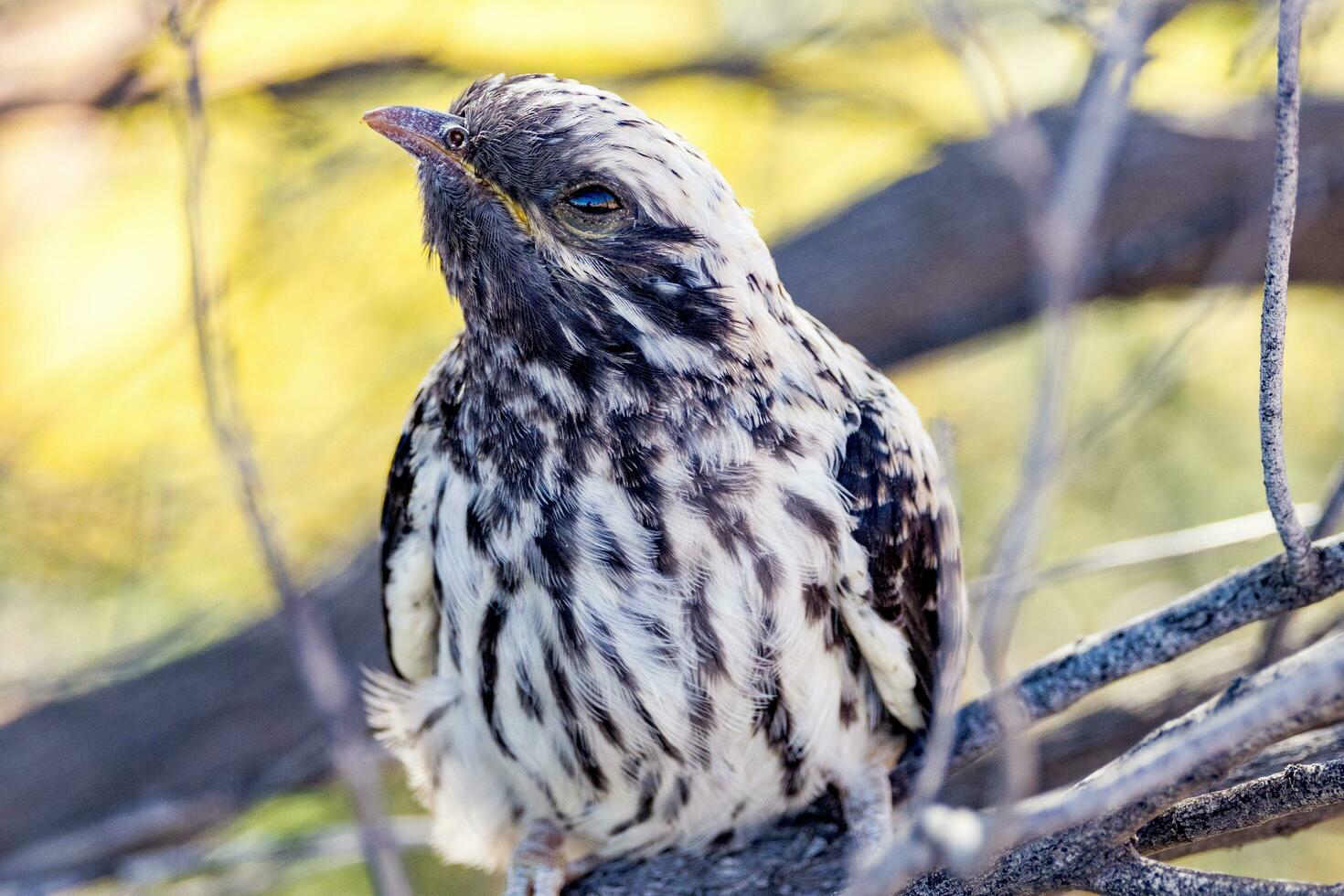 Pallid Cuckoo in Australia photo