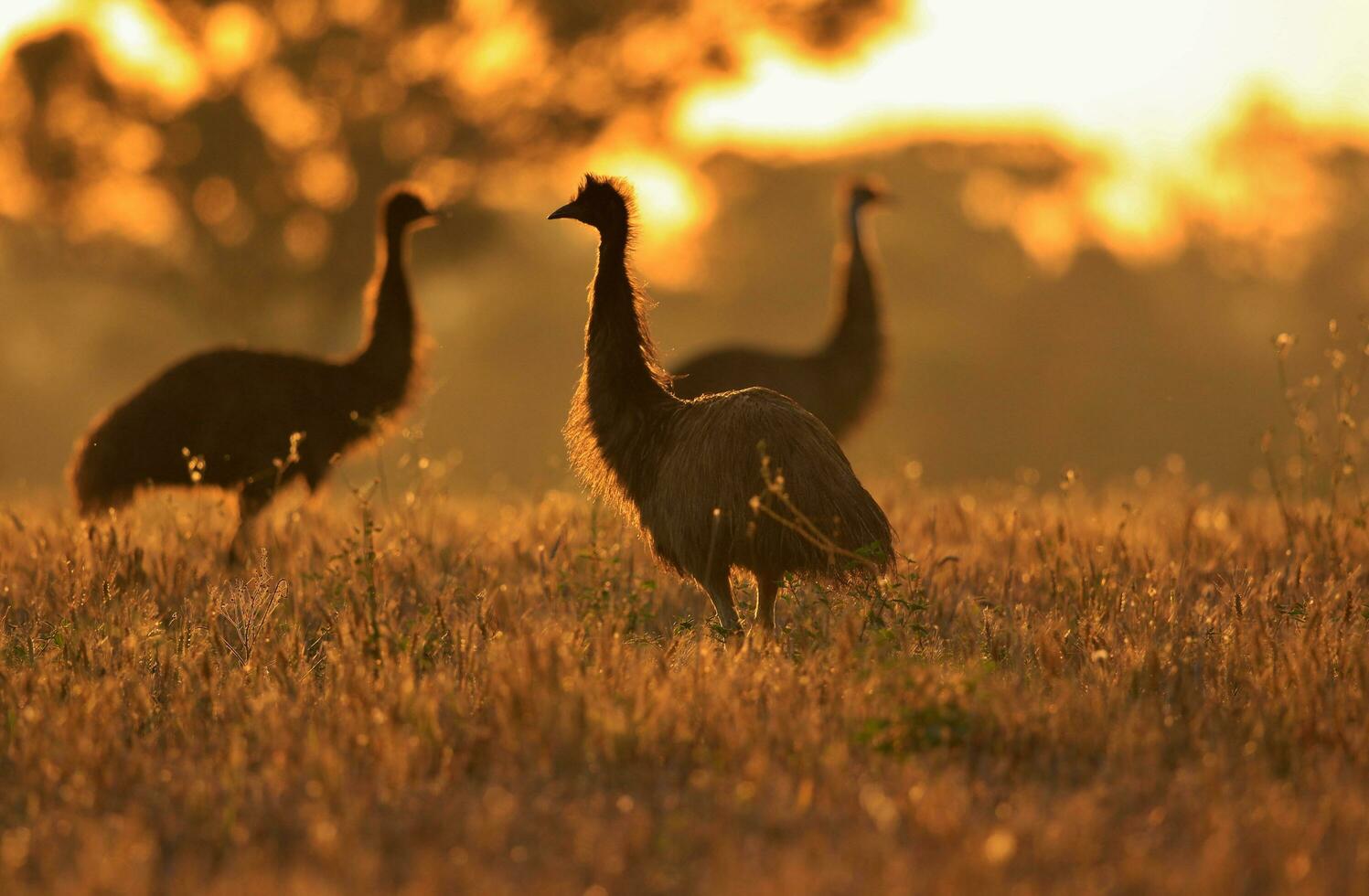 Emu Endemic Bird of Australia photo