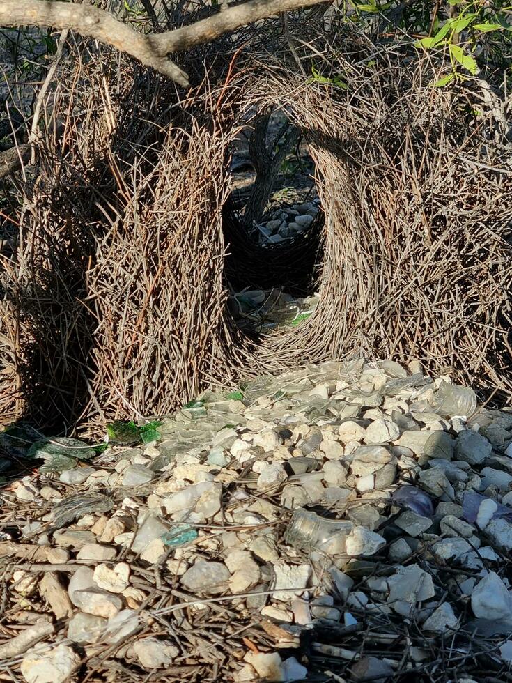 Great Bowerbird in Australia photo