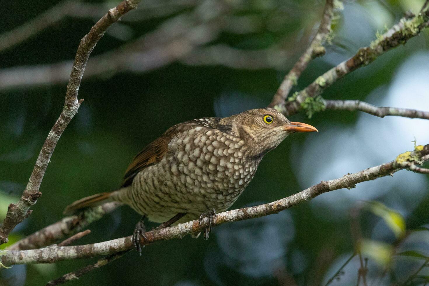 Regent Bowerbird in Australia photo