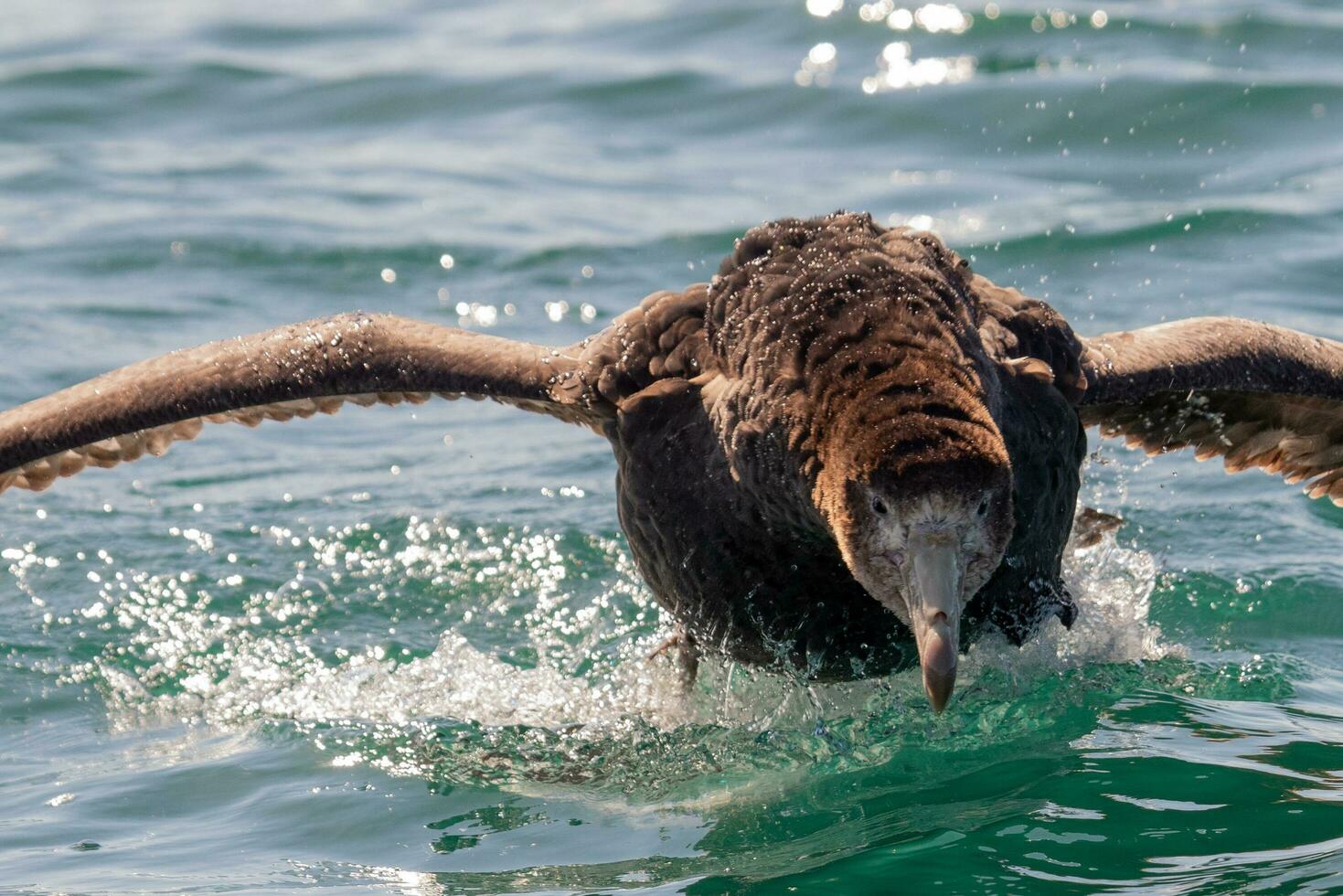 Northern Giant Petrel photo