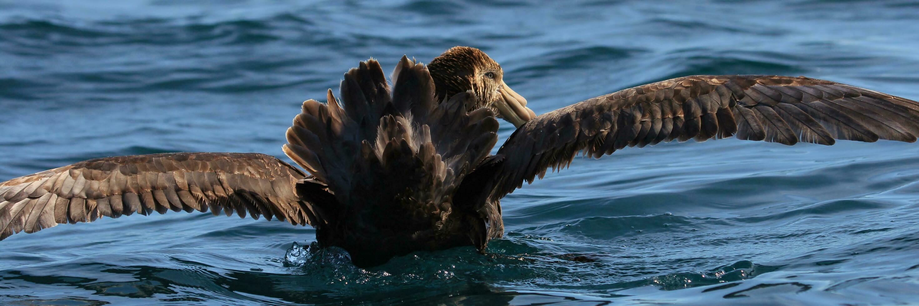 Northern Giant Petrel photo