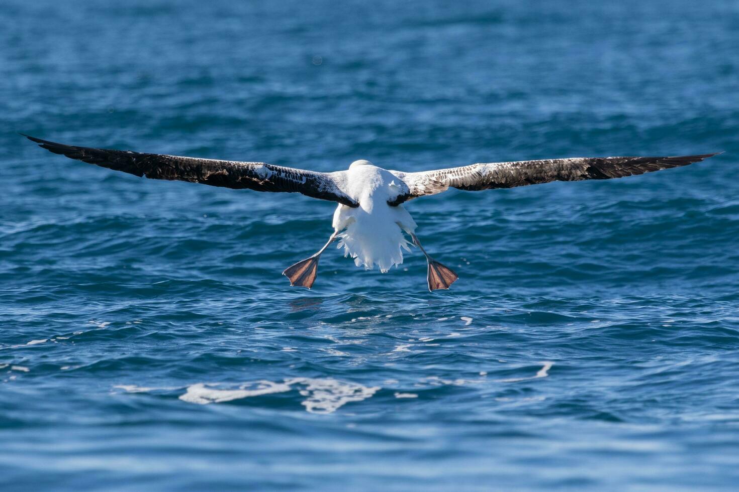Southern Royal Albatross in Australasia photo