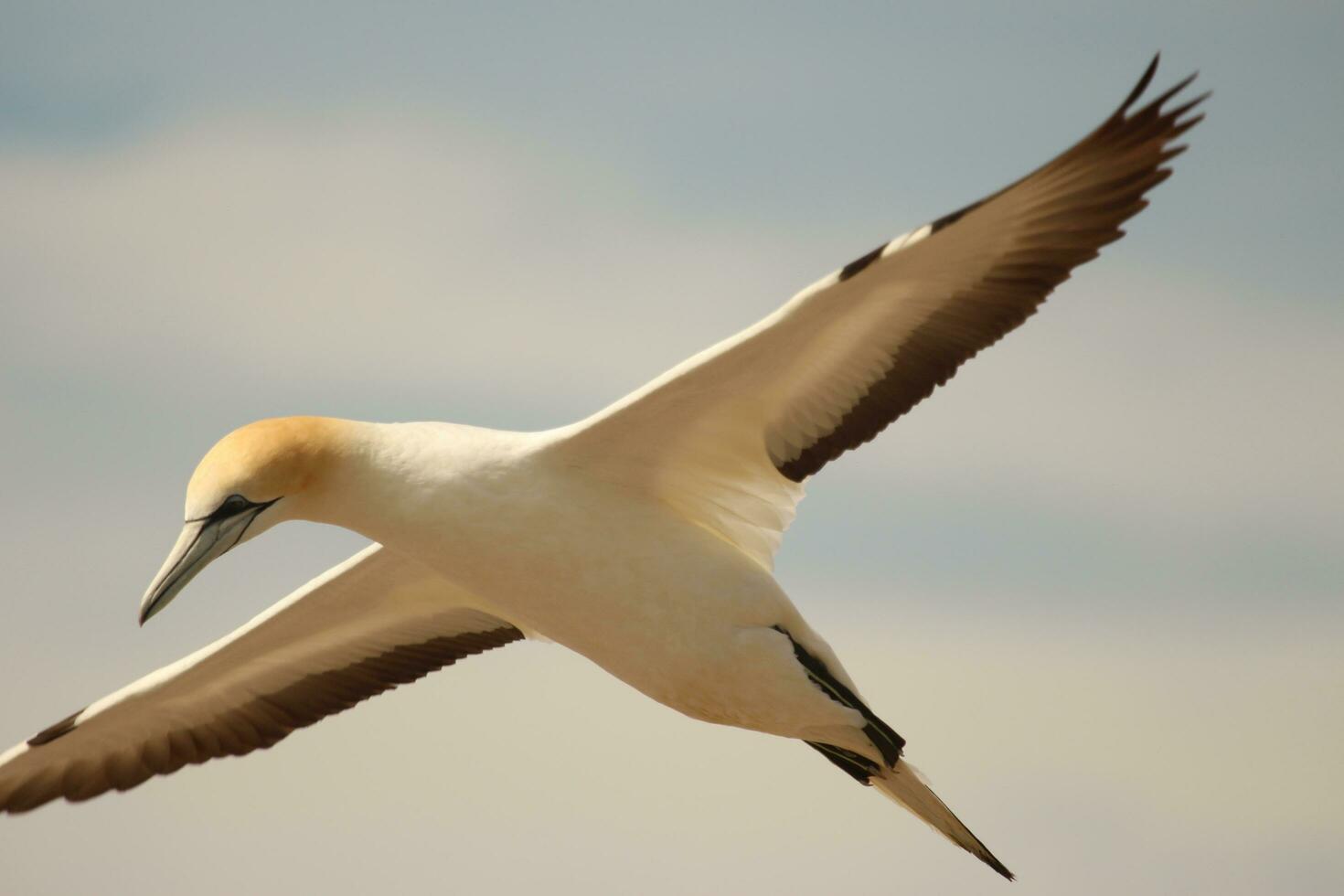 australasiano gannet en australasia foto