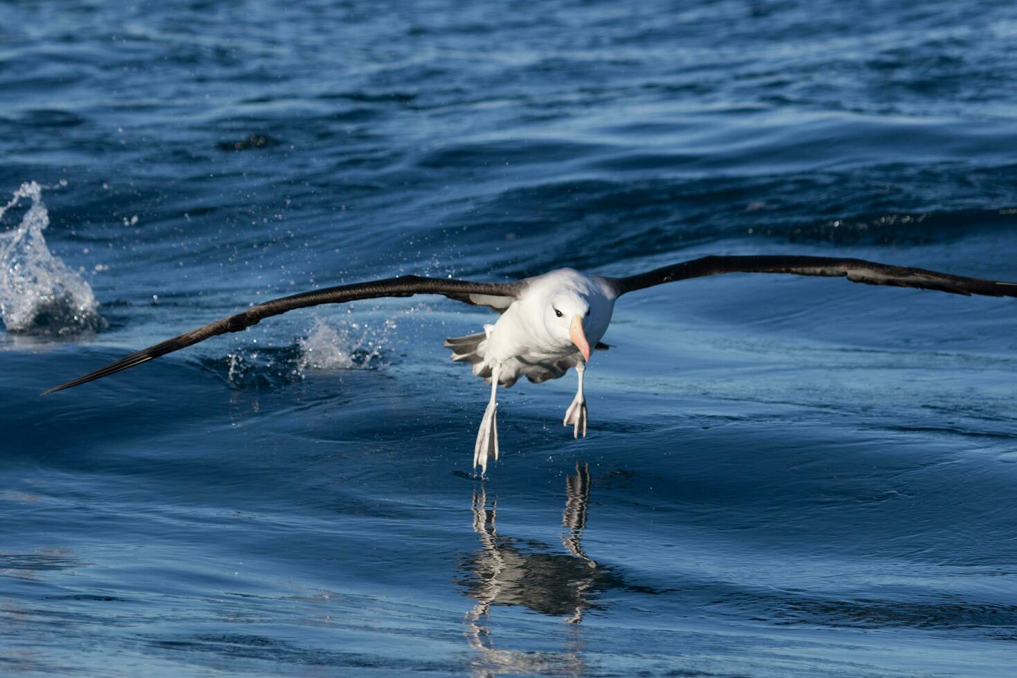 Black-browed Albatross in Australasia photo