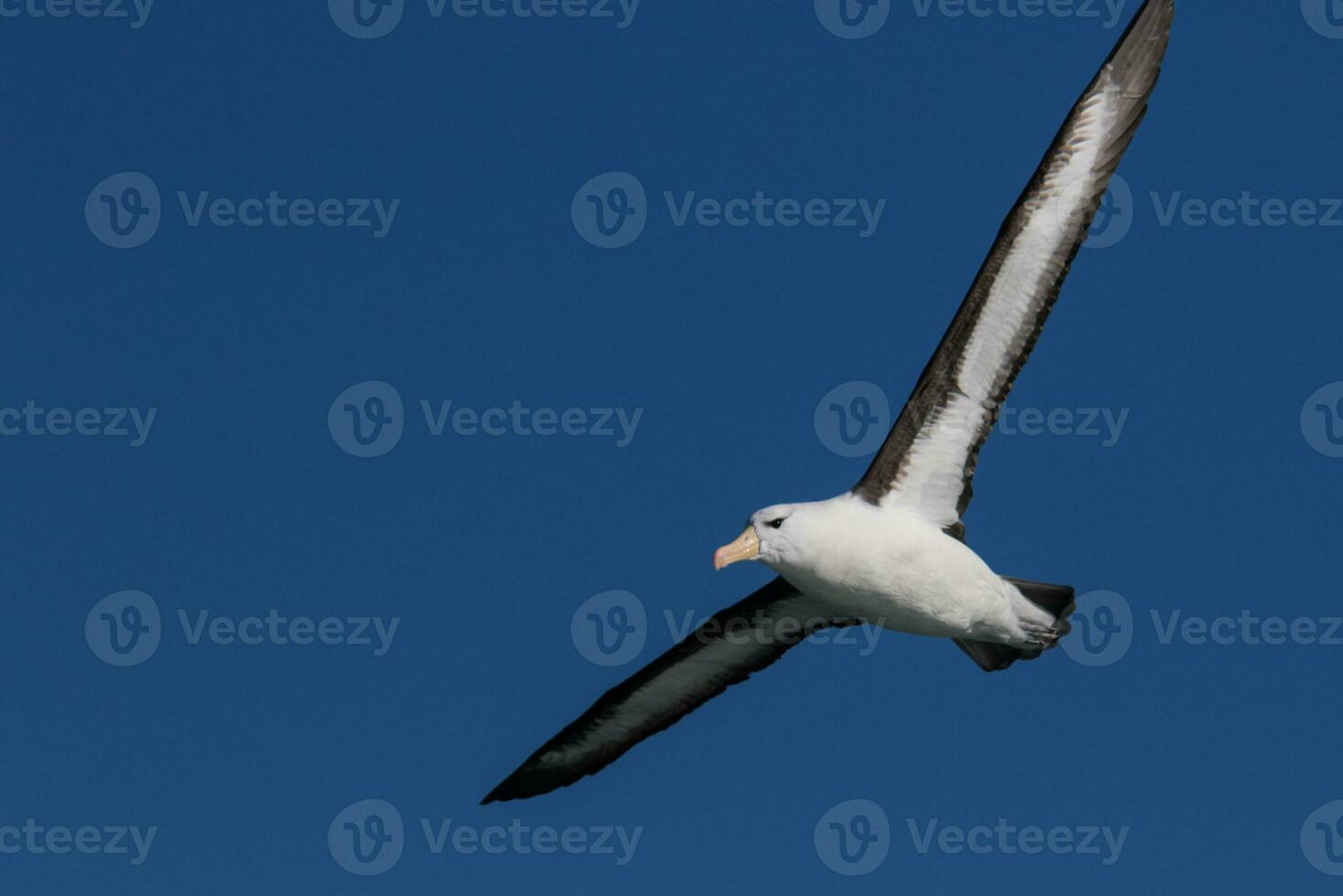 Black-browed Albatross in Australasia photo