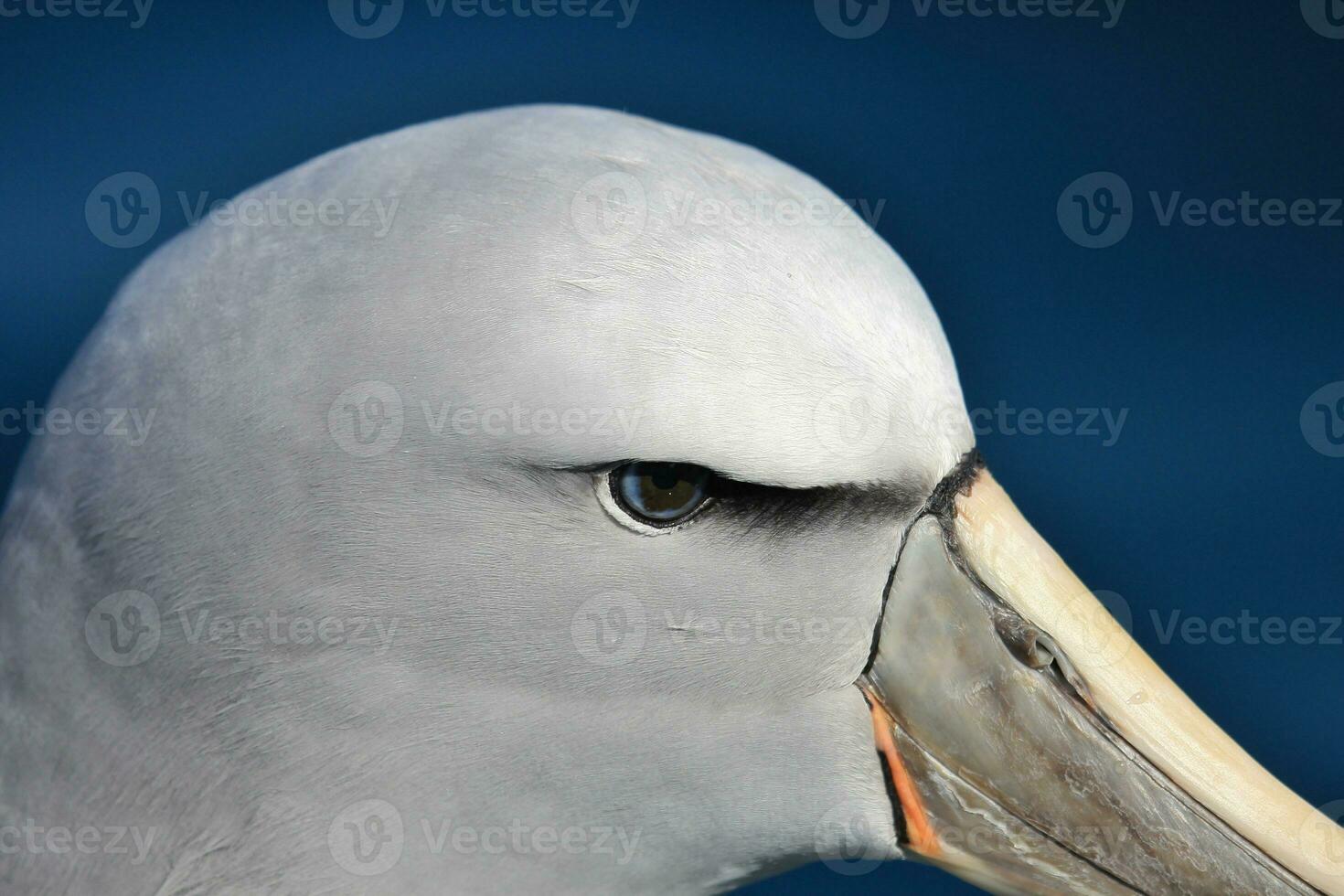 Salvin's Mollymawk Albatross photo