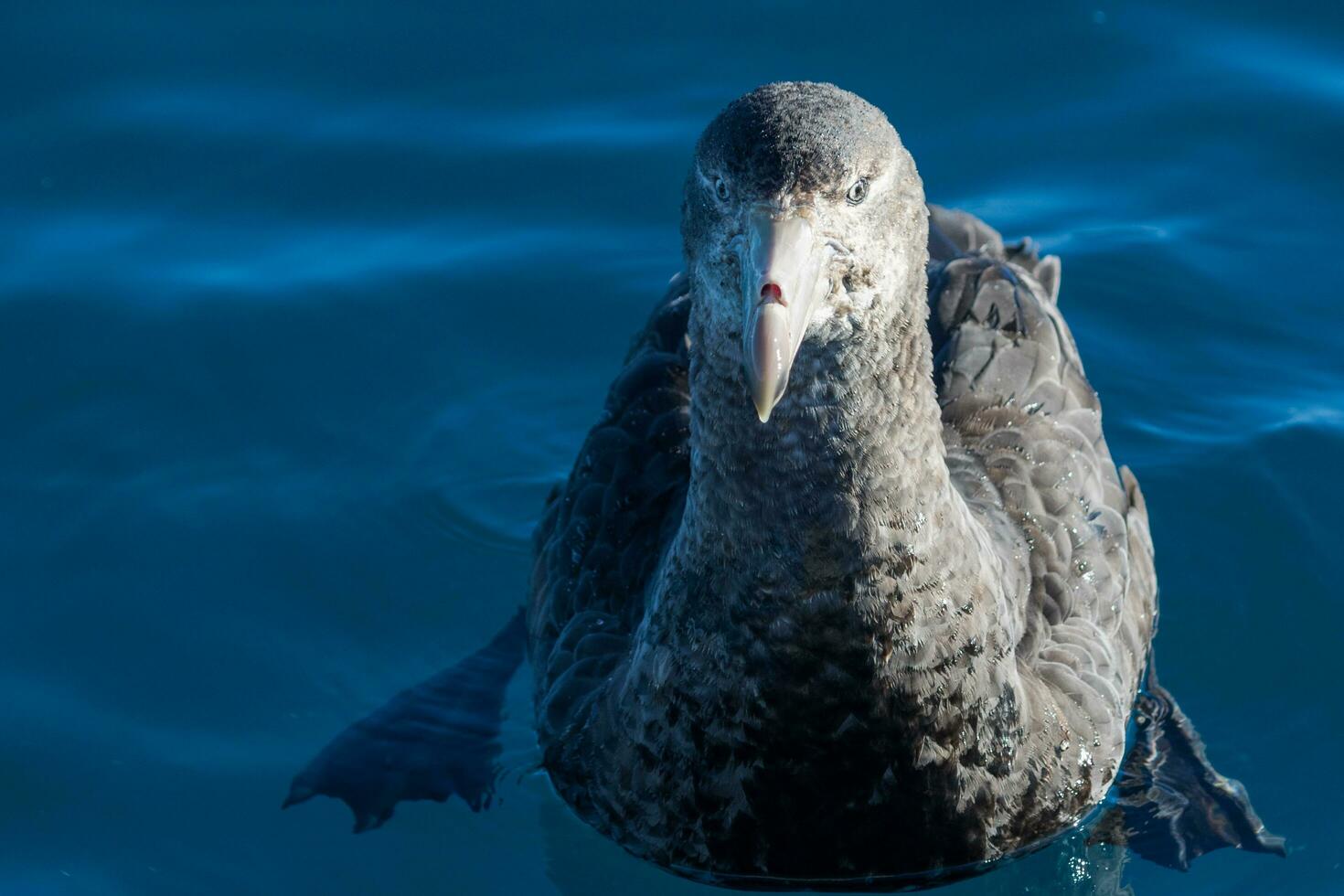 Northern Giant Petrel photo