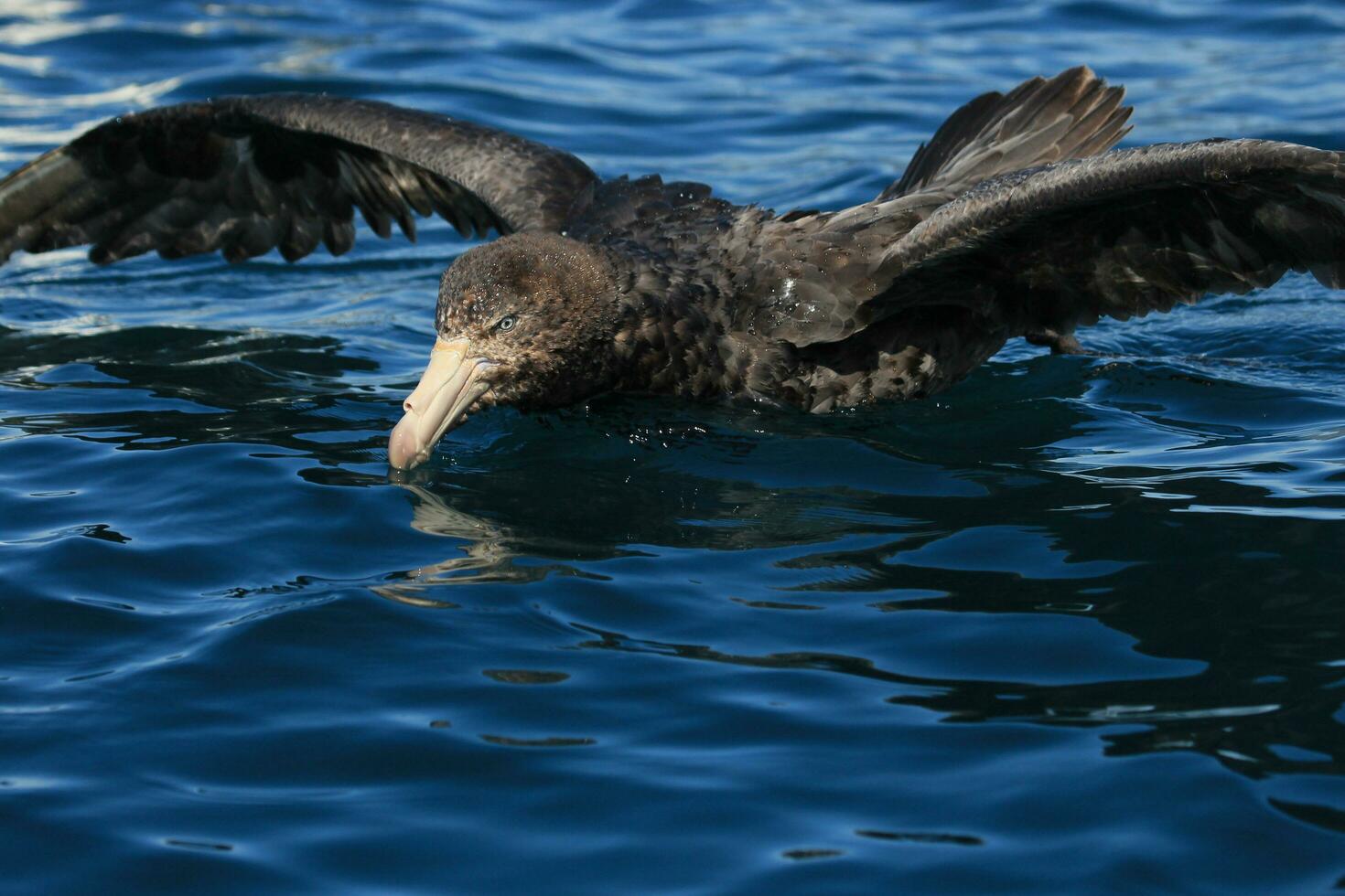 Northern Giant Petrel photo