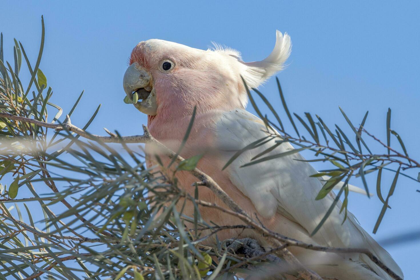 Pink Cockatoo in Australia photo