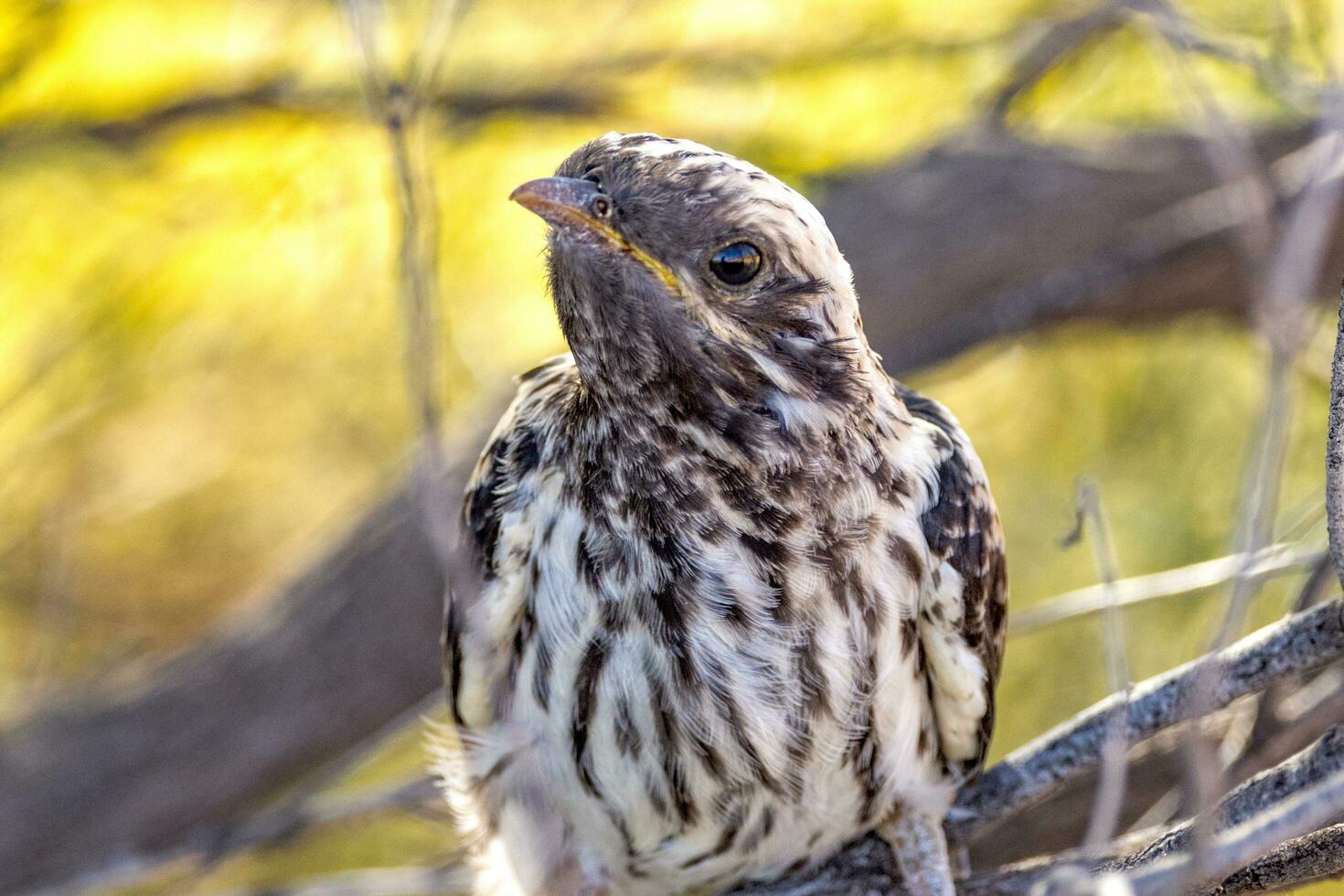 Pallid Cuckoo in Australia photo