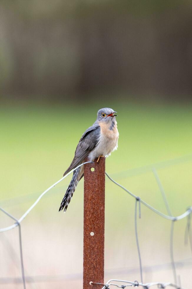 Fan-tailed Cuckoo in Australia photo