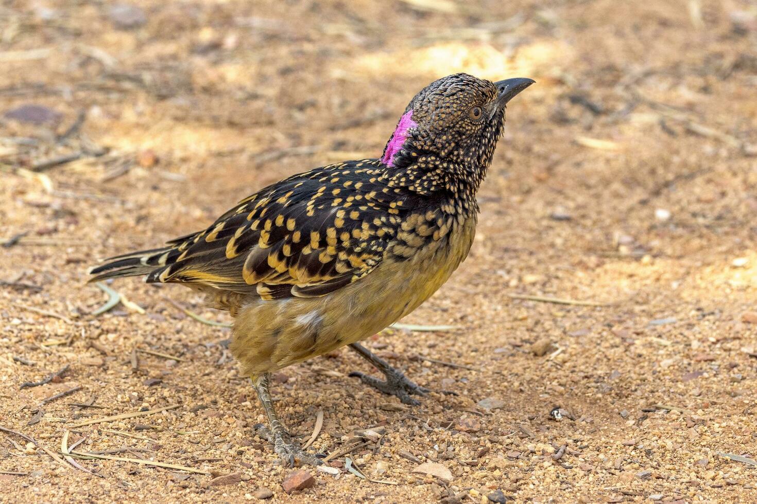 Western Bowerbird in Australia photo