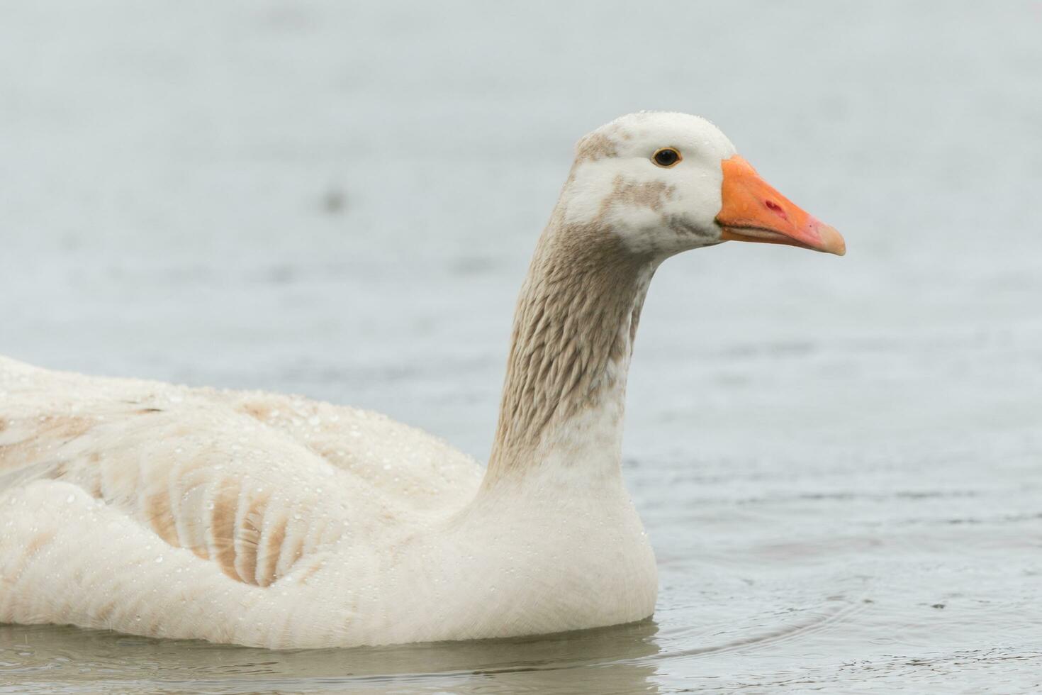 Greylag Goose in Australasia photo