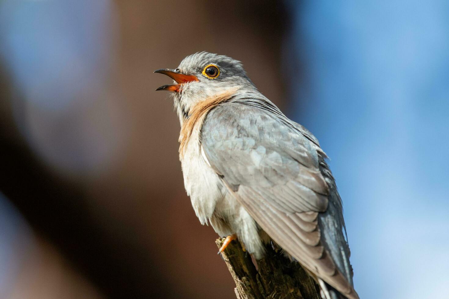 Fan-tailed Cuckoo in Australia photo