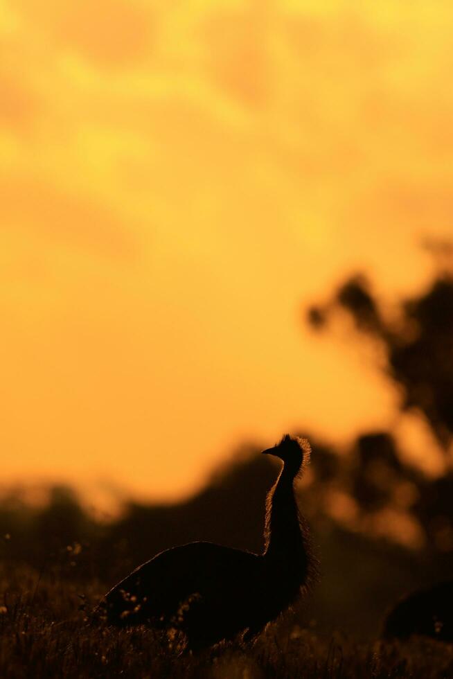 Emu Endemic Bird of Australia photo