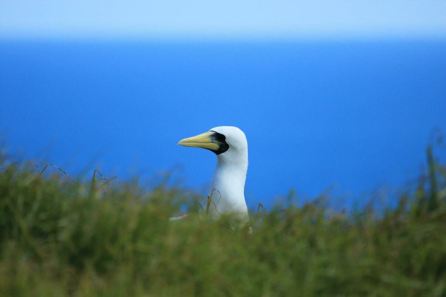 Masked Booby in Australia photo