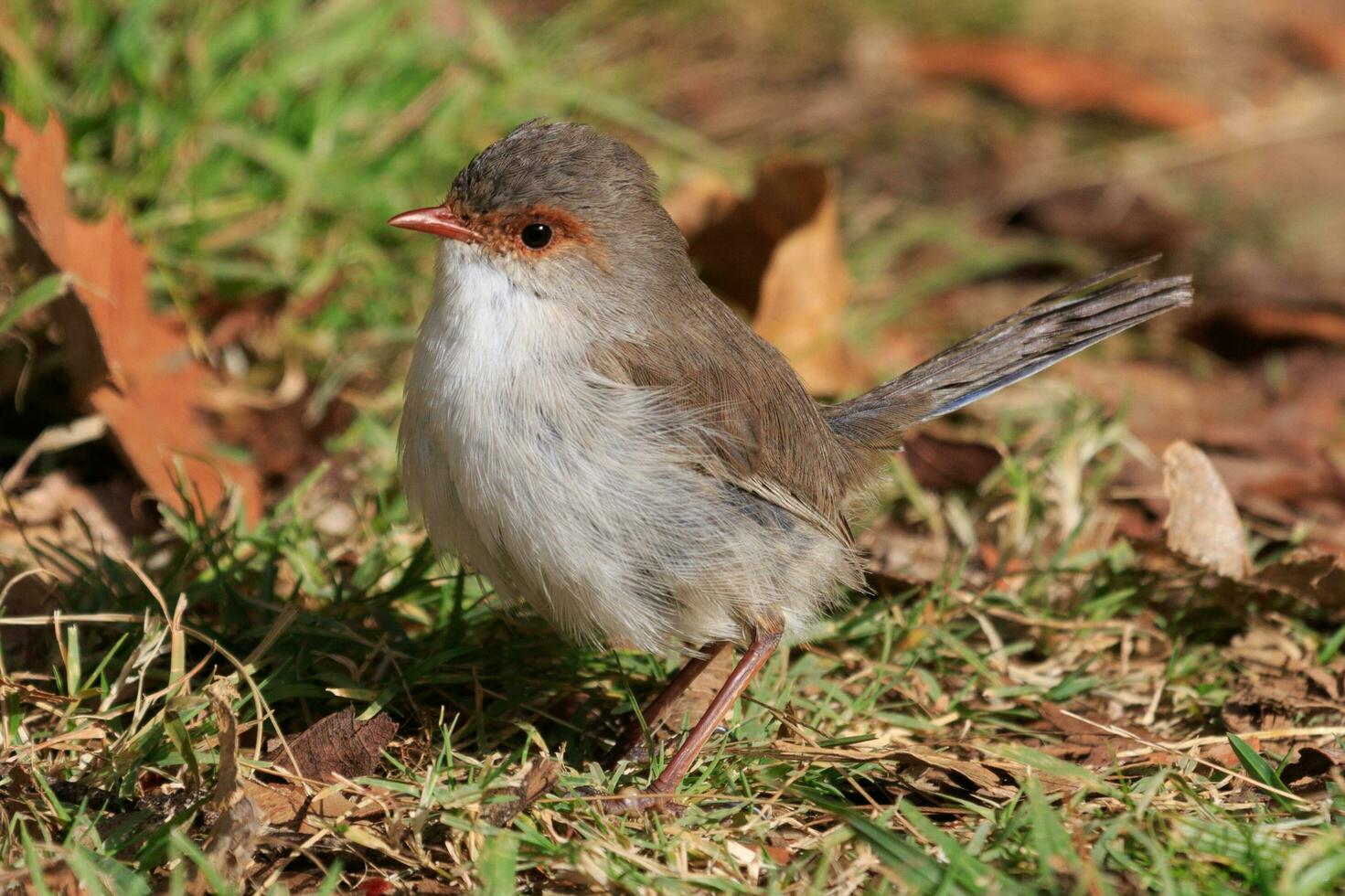 Superb Fairywren in Australia photo