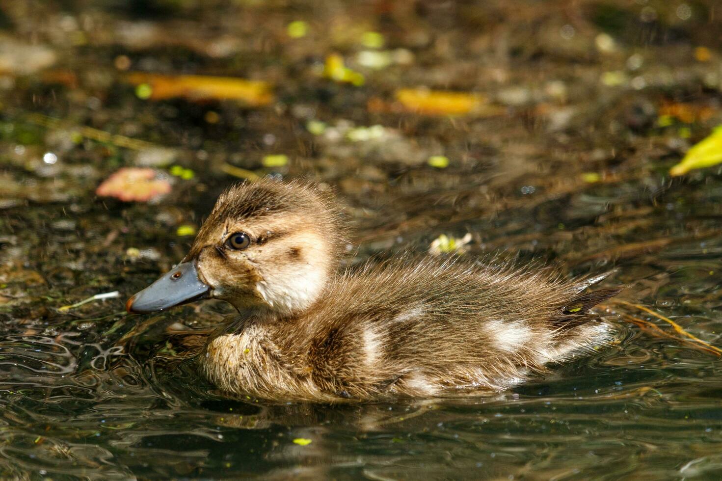 Grey Teal in Australasia photo