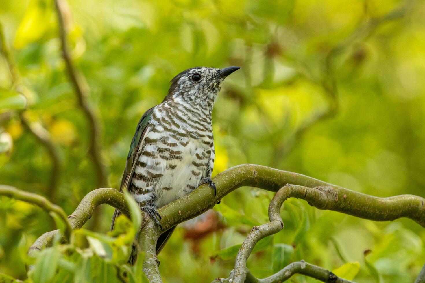Shining Bronze Cuckoo photo