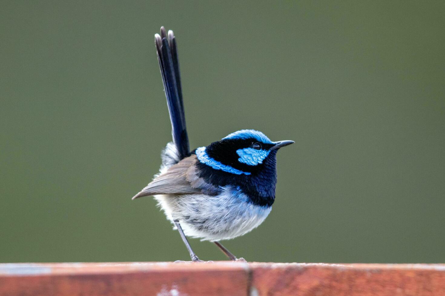Superb Fairywren in Australia photo