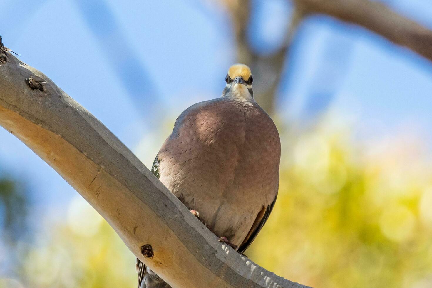 Common Bronzewing in Australia photo