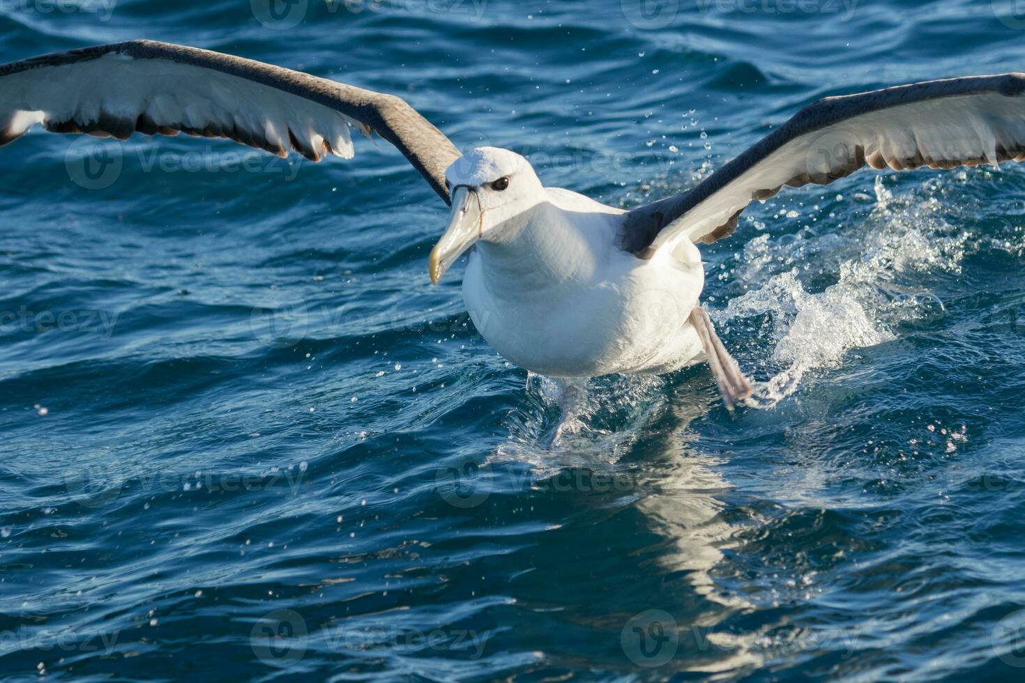 White-capped Mollymawk Albatross photo