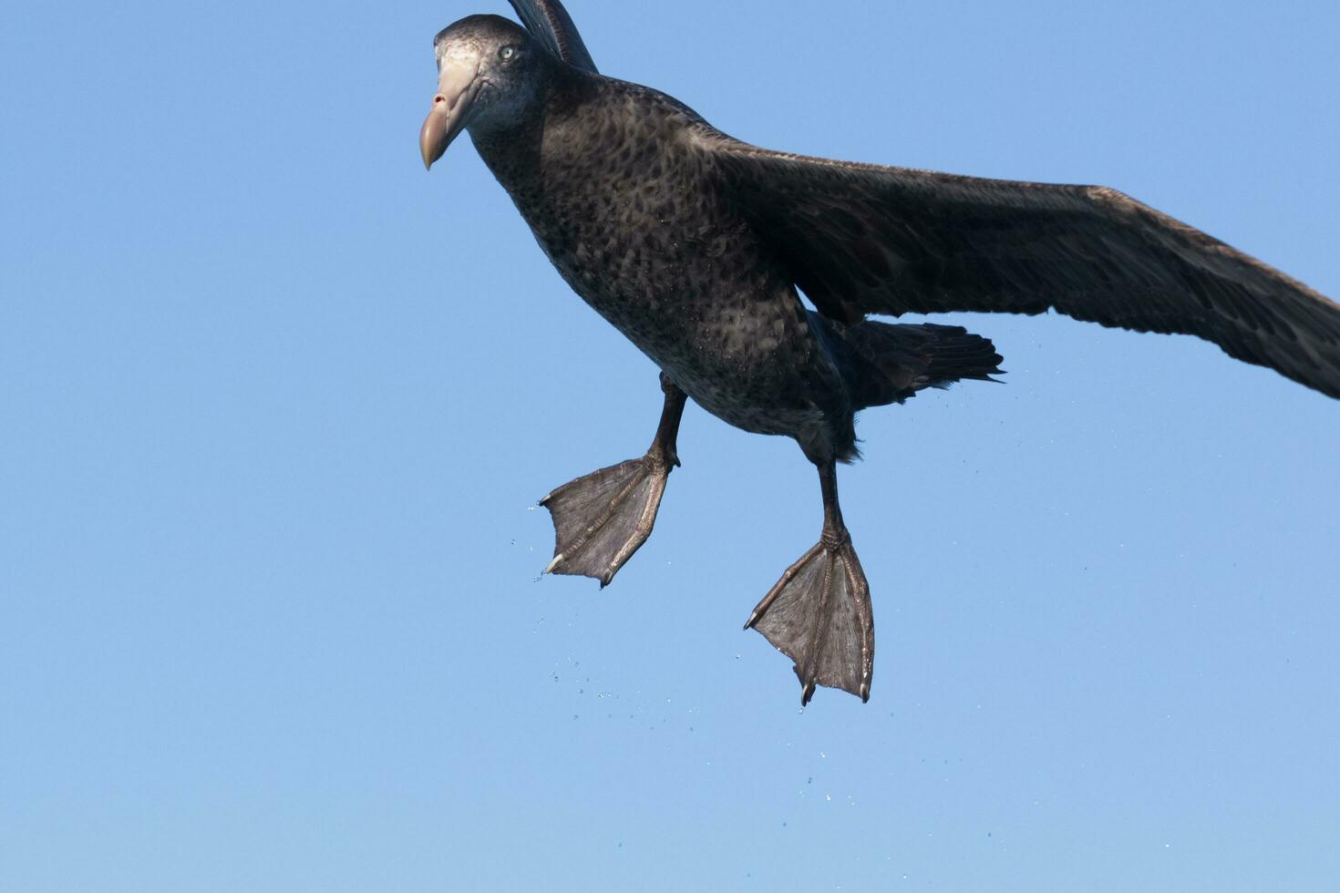 Northern Giant Petrel photo