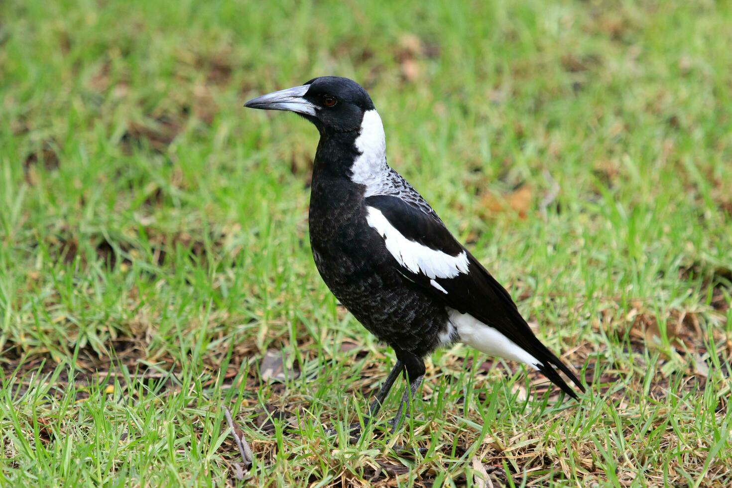 australasiano urraca en Australia foto