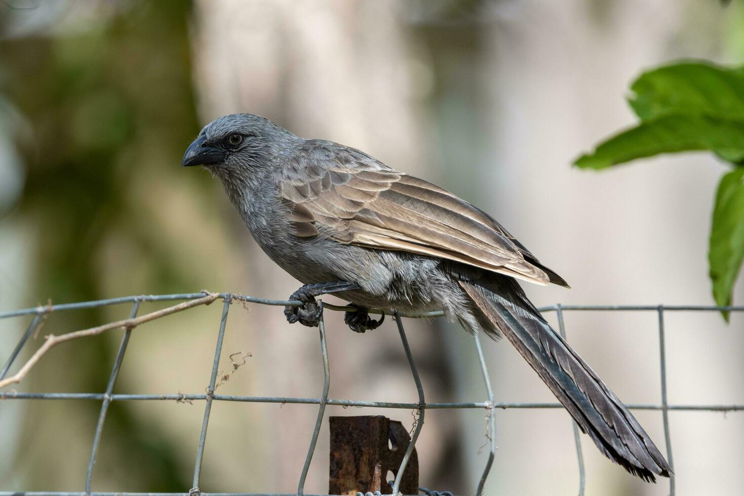 Apostlebird in Australia photo