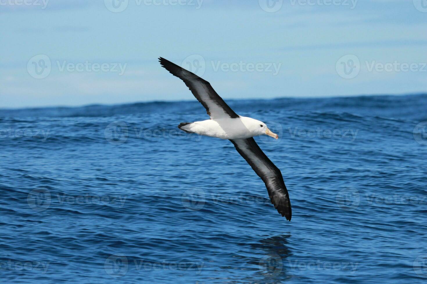 Black-browed Albatross in Australasia photo