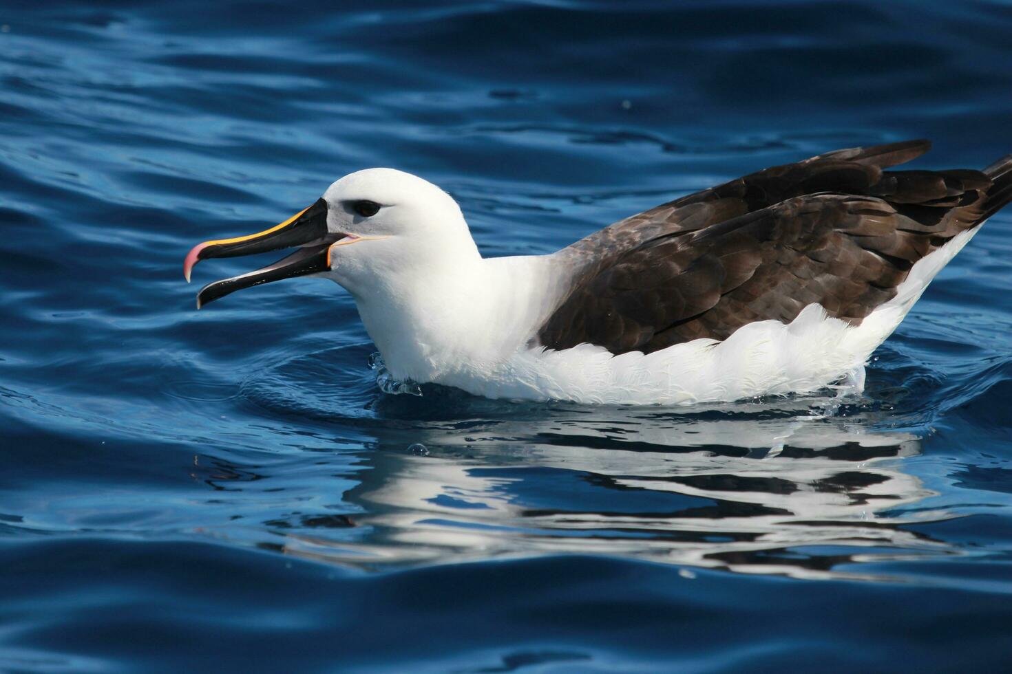 Eastern Yellow-nosed Albatross photo