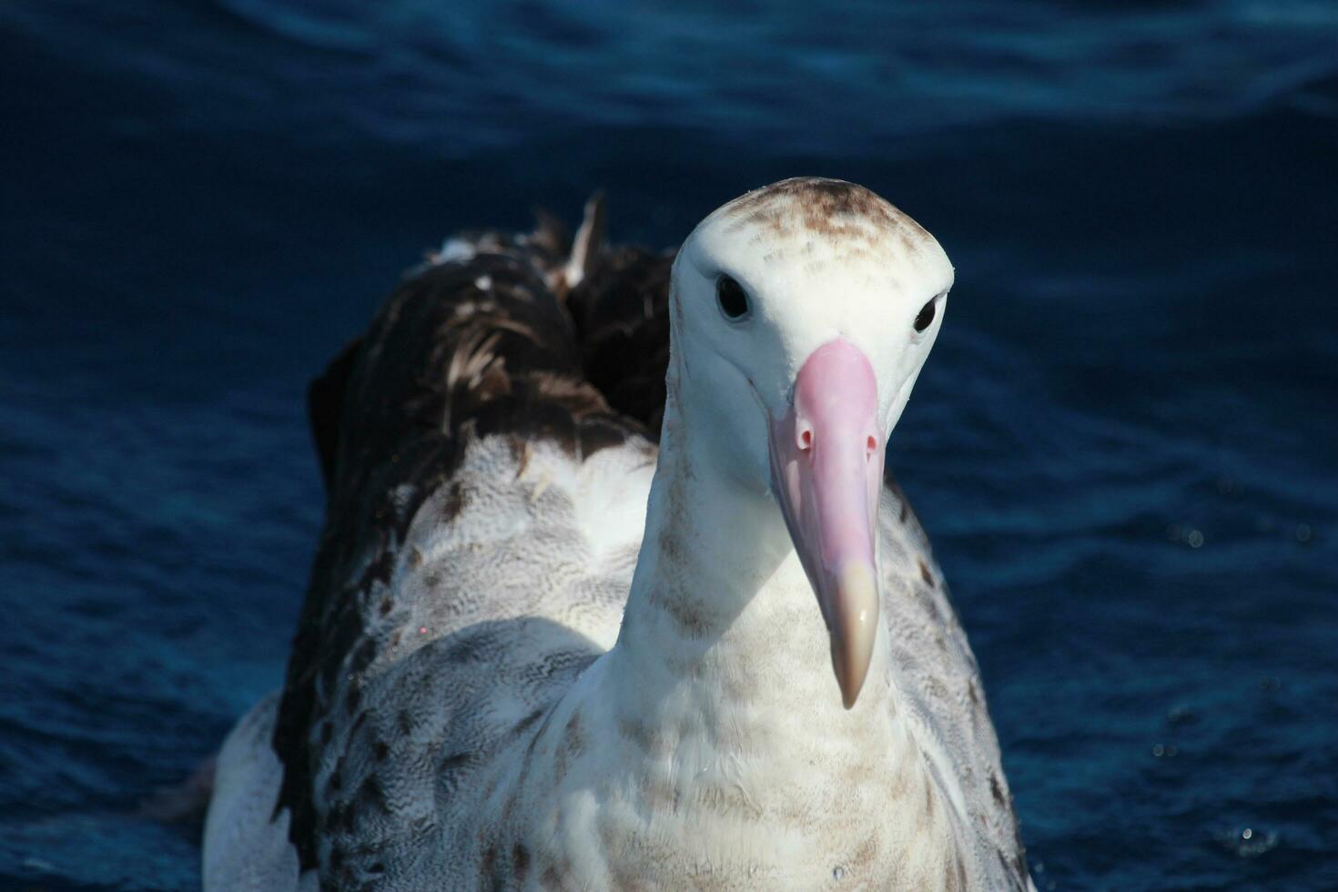 Antipodean Albatross in Australasia photo