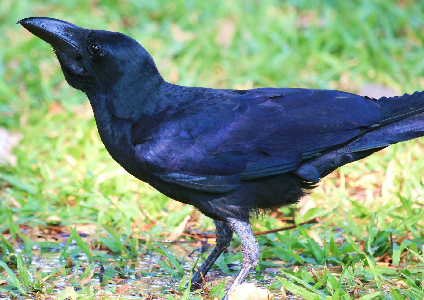 Large Billed Crow photo
