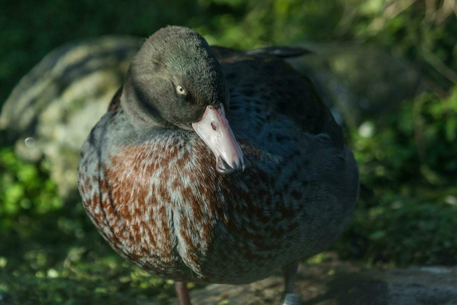 quien azul Pato de nuevo Zelanda foto