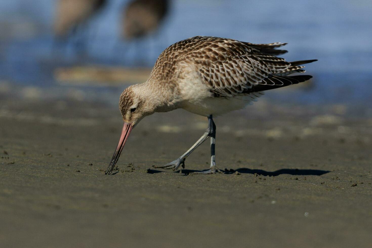 Bar-tailed Godwit in Australasia photo