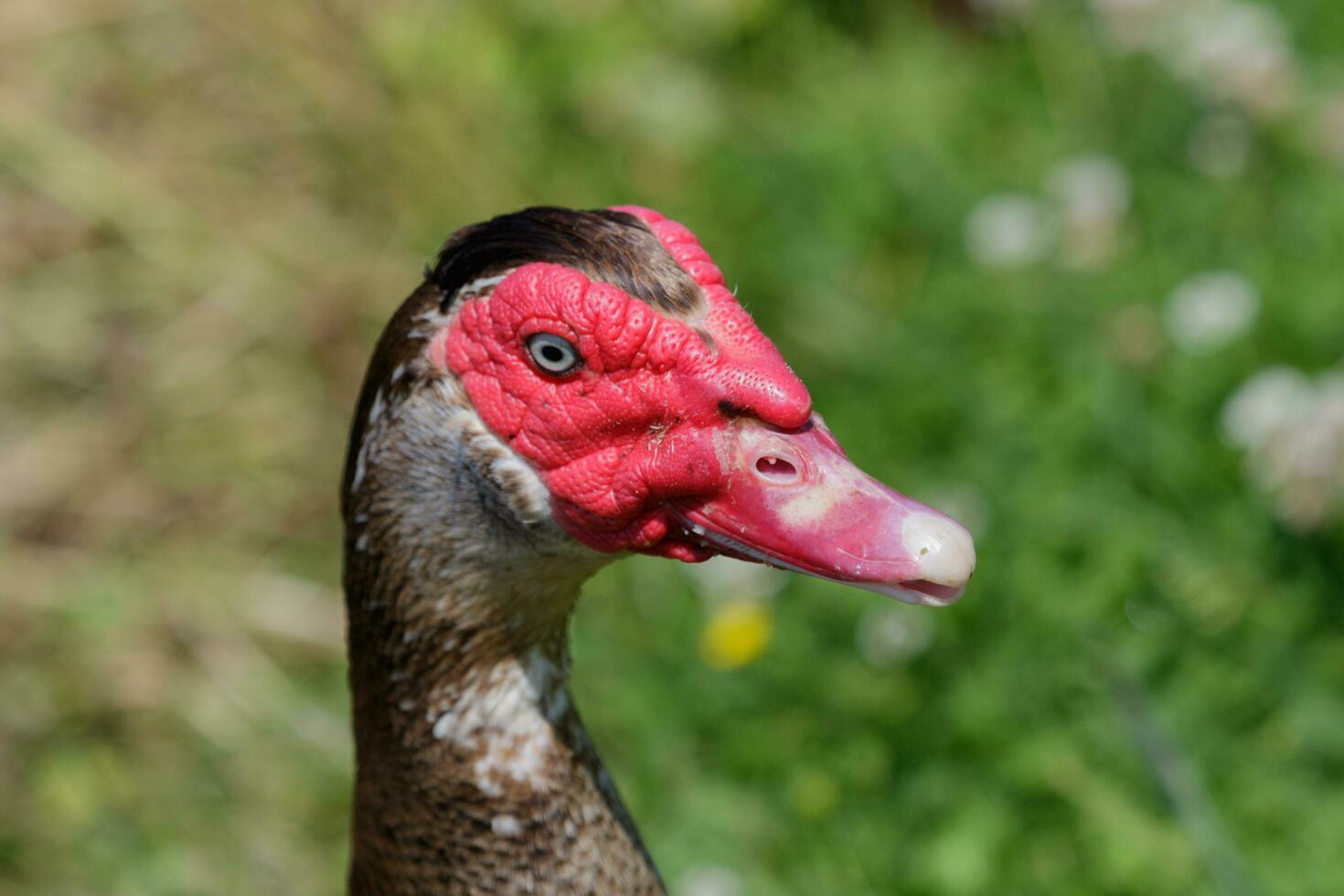 Muscovy Duck in Australasia photo