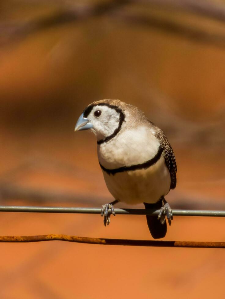 Double-barred Finch in Australia photo