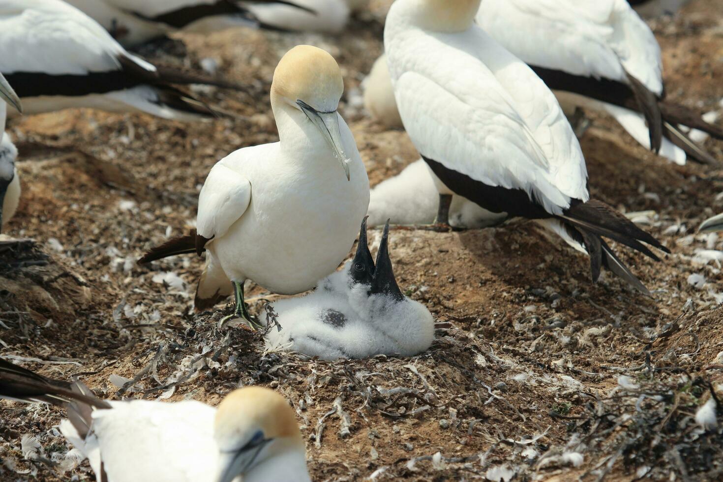 australasiano gannet en australasia foto