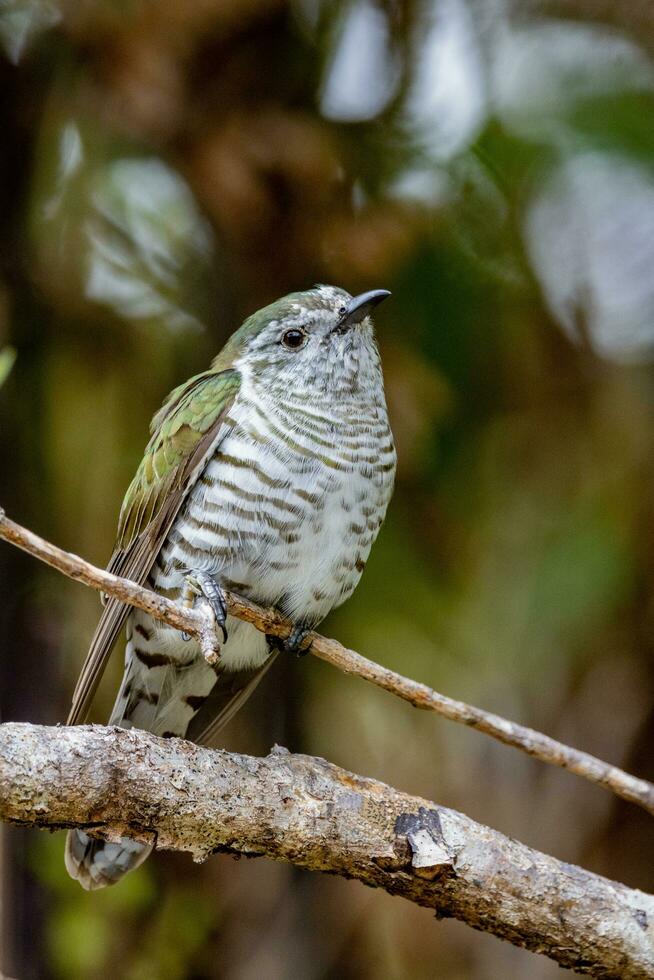 Shining Bronze Cuckoo in Australasia photo