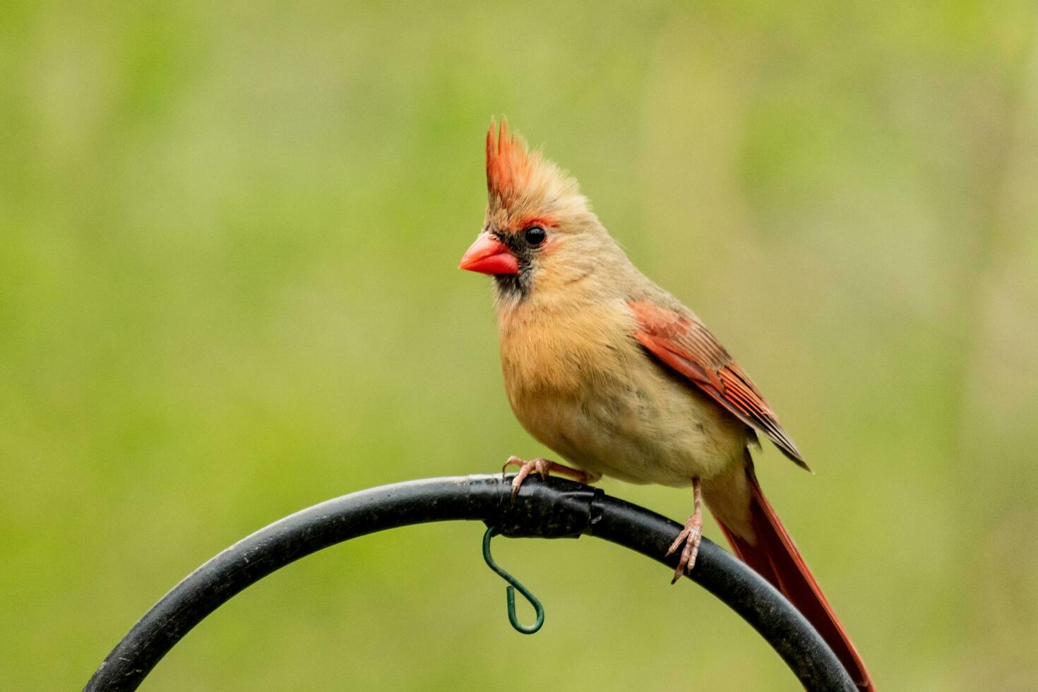 Northern Cardinal in USA photo