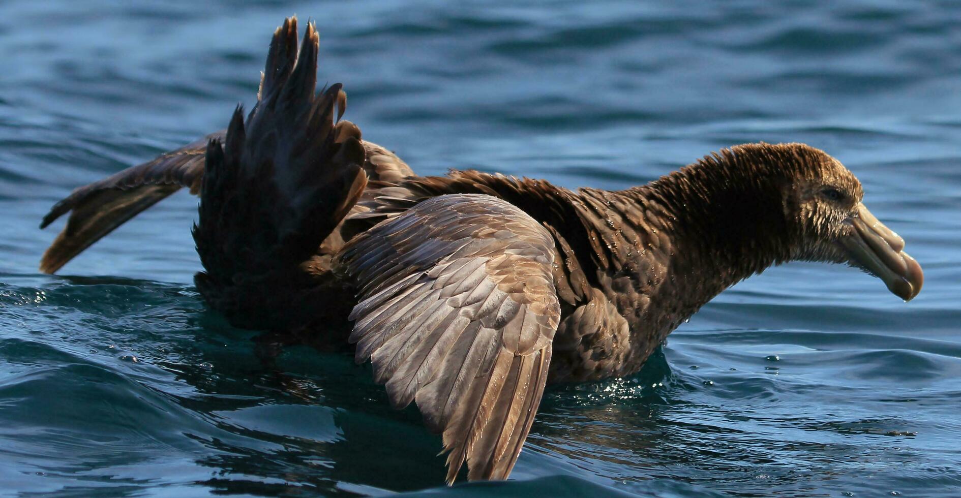 Northern Giant Petrel photo