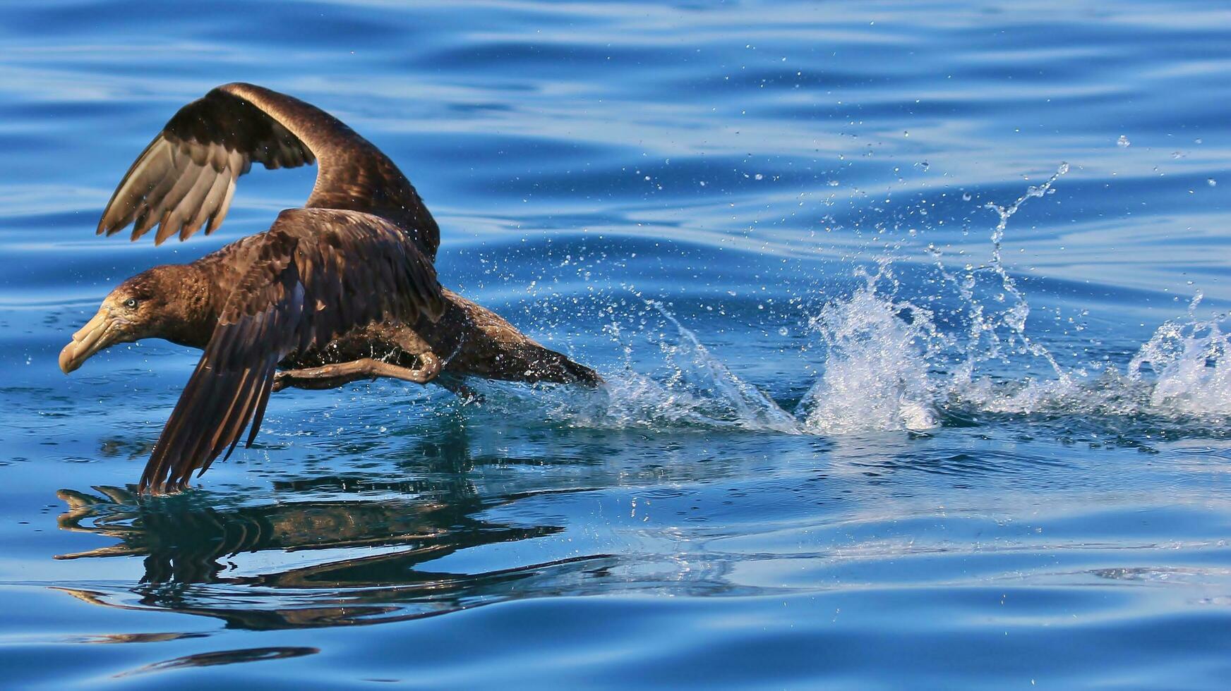 Northern Giant Petrel photo