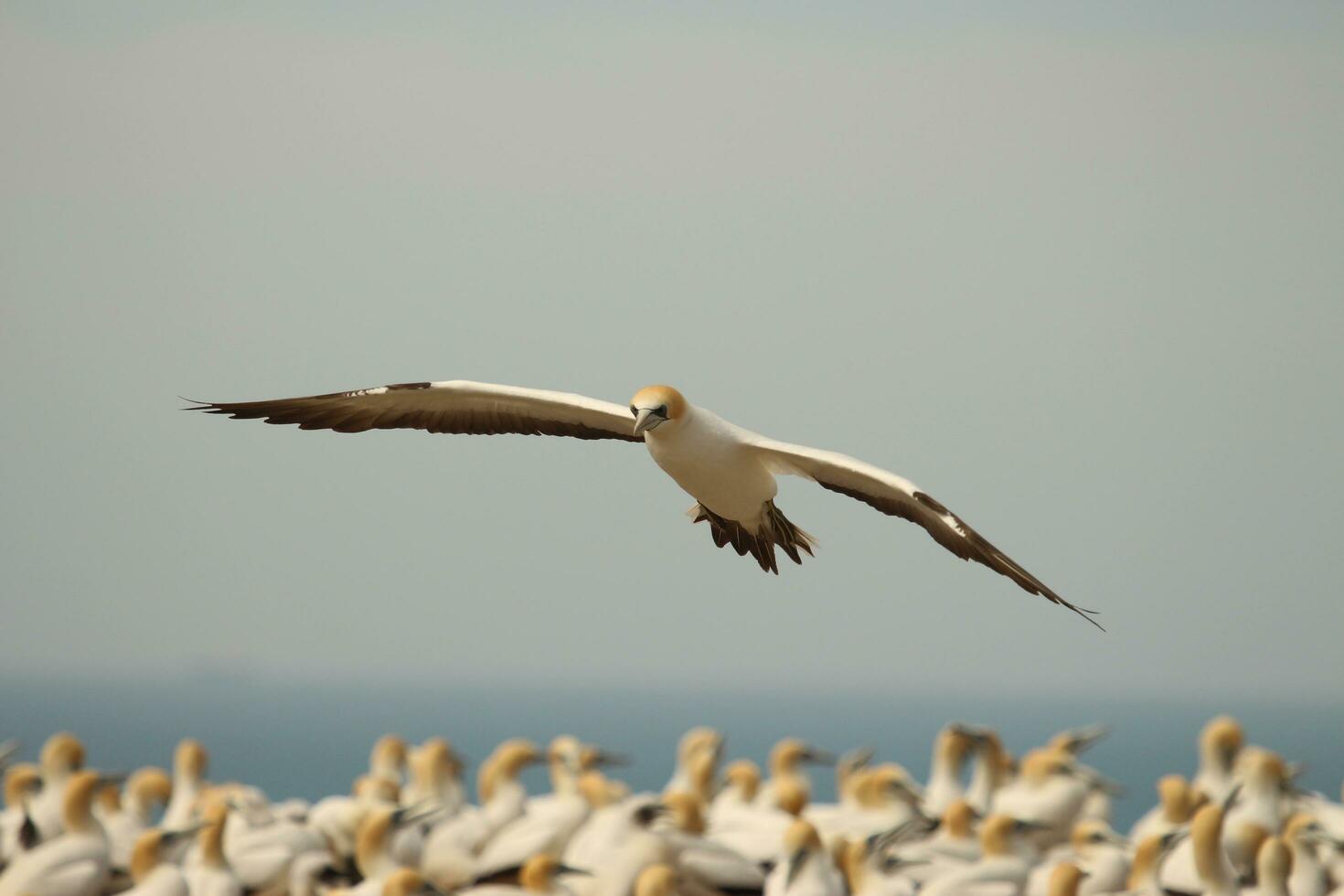 Australasian Gannet in Australasia photo